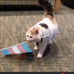 Meet your Posher, Mirai